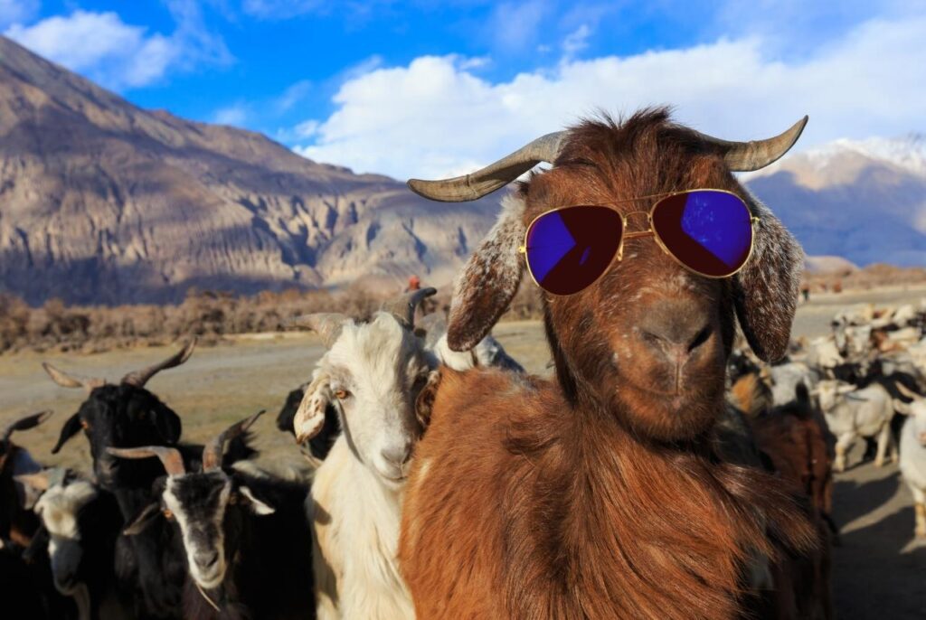 expedia's year of the goat