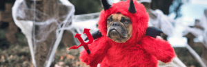 french bulldog in a devil costume